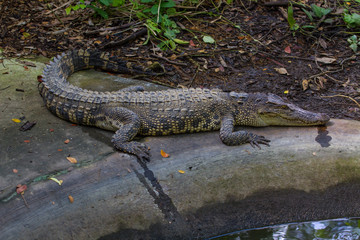 Crocodiles in a farm