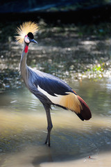 Grey Crowned Crane (Balearica pavonia)