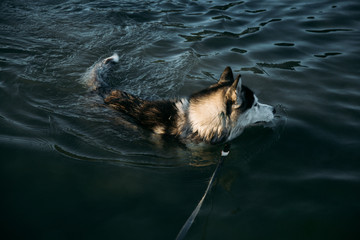 Любит купаться