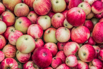 background of many beautiful, juicy red and green apples