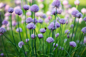 Schnittlauchblüten mit Hummel