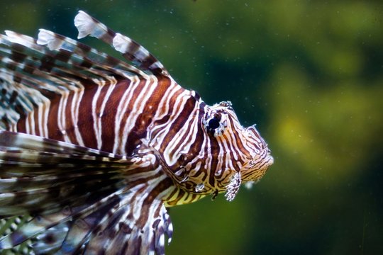 Venomous fish, Lionfish, Pterois, zebrafish, firefish, turkeyfish, butterfly-cod