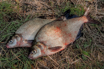 Several common bream fish on green grass. Catching freshwater fi