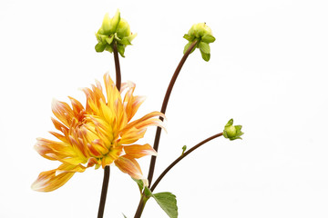 Dahlia of yellow-red color with buds on white background