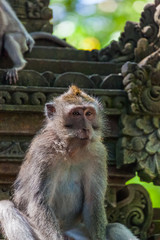 Monkey in forest park in Ubud - Bali Indonesia