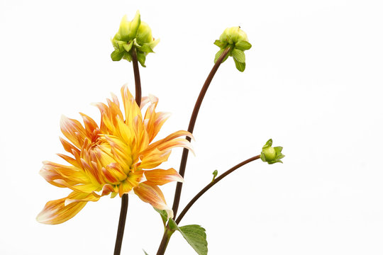 Dahlia of yellow-red color with buds on white background