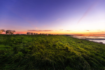 Schafe auf dem Deich in der Abenddämmerung