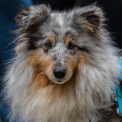 Portrait of a merle Sheltie