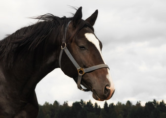Wind in the mane of a brown warmblood horse