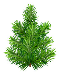 Green young Christmas tree isolated on white background