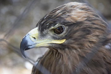 eagle