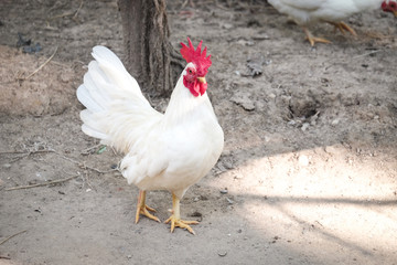 White Chicken with red crest - soft focus
