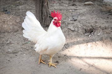 White Chicken with red crest - soft focus