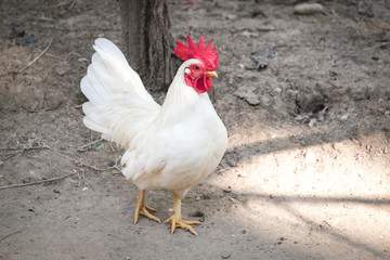 White Chicken with red crest - soft focus