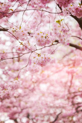 Naklejka premium Cherry tree blossom