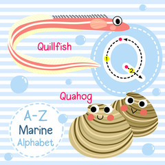 Q letter tracing. Quahog. Quillfish. Cute children sea marine alphabet flash card. Funny cartoon animal. Kids abc education. Learning English vocabulary. Vector illustration.