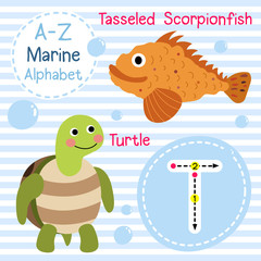 T letter tracing. Turtle. Tasseled Scorpionfish. Cute children sea marine alphabet flash card. Funny cartoon animal. Kids abc education. Learning English vocabulary. Vector illustration.