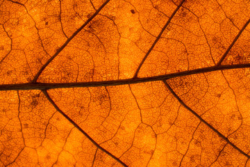 Texture of a dead leaf in autumn
