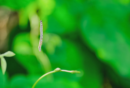 worm