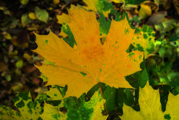 orange maple leaf