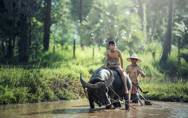 Asian farmer and son working with his buffalo