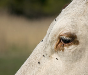 flies in cow's eye