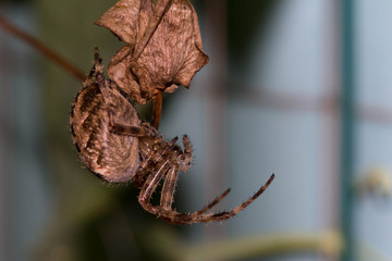 araignée pendue