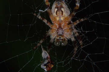 araignée pendue face