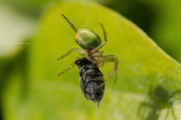 Araignée empaquetant insecte dans sa toile
