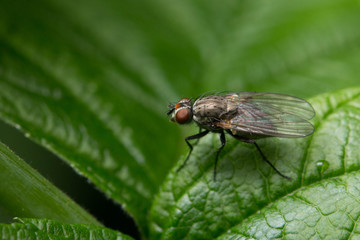 mouche sur feuille verte