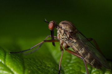 Moustique profil macro © kha