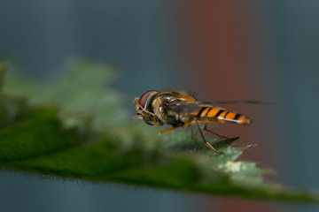 mouche jaune et noir se nettoyant sur feuille verte