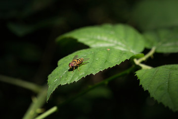 Mouche sur feuille éclairée par le soleil