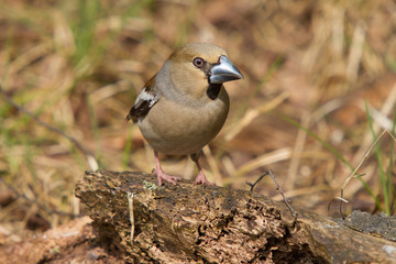 Kernbeißer am  Waldboden auf Holz mit Wurmstiche
