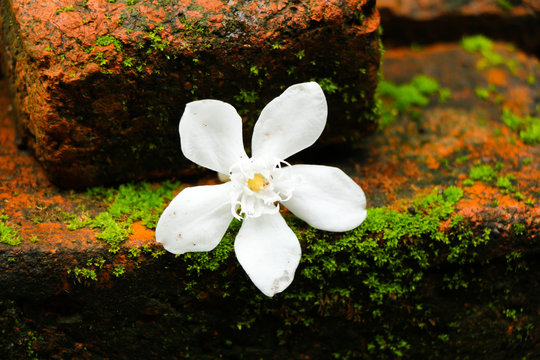White inda flower on old brick