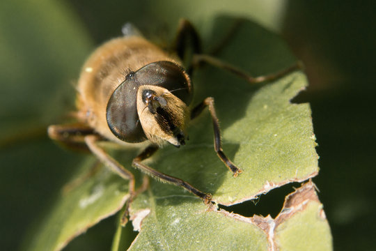 yeux de ouche gros plan face macro