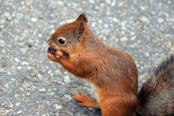 Greedy squirrel with two acorns in its mouth.