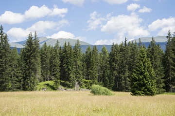 534 - trees in the forest