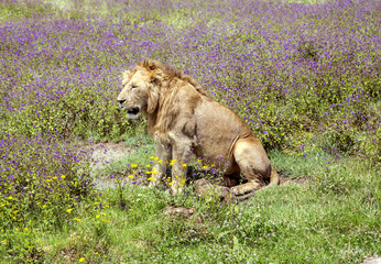 Young male lion is sitting on a meadow in the Ngorongoro Crater, national park Tanzania.