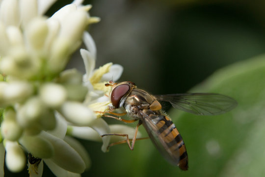 insecte buttinant sur une fleur