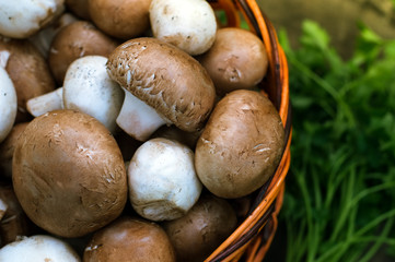 Mushrooms, mushrooms in the basket on the green grass