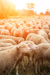 Naklejka premium Flock of sheep