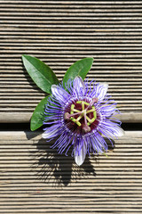 flor de la pasión pasionaria U84A5388-f16