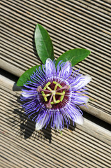 flor de la pasión pasionaria U84A5401-f16