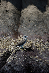 キッカーロック