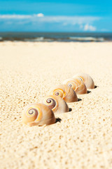 Fototapeta na wymiar Five sea shells on the beach sand. Landsnail. Outdoors close-up.