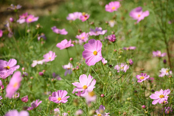 馬見丘陵公園　コスモス
