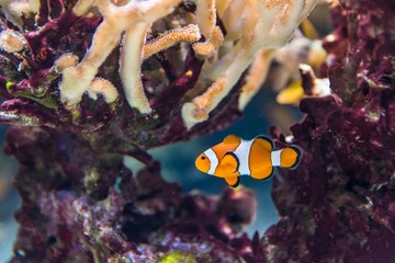 tropical fish and sea life in an aquarium
