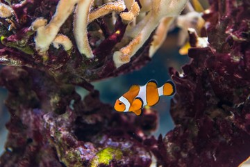 tropical fish and sea life in an aquarium