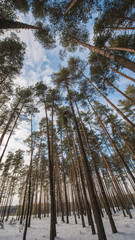 Fototapeta premium Pine trees against the sky